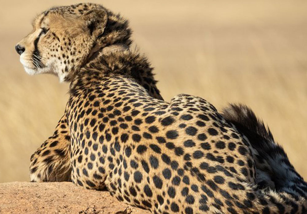 Cheeta at the Serengeti plains in Tanzania