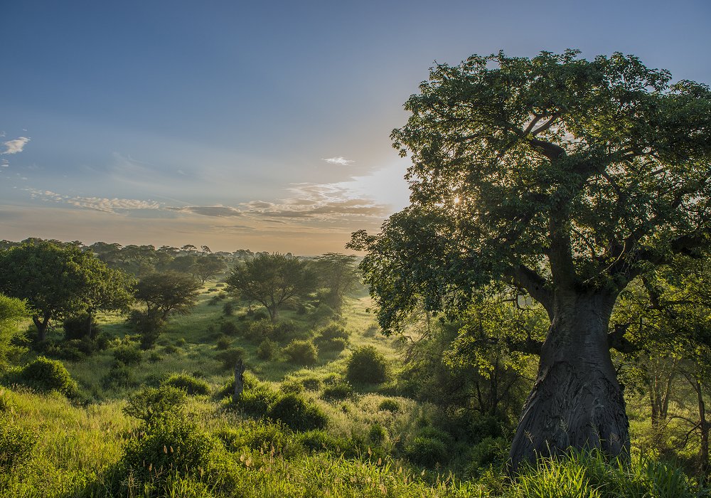 Beautiful green landscape in Tarangire with baobab tree