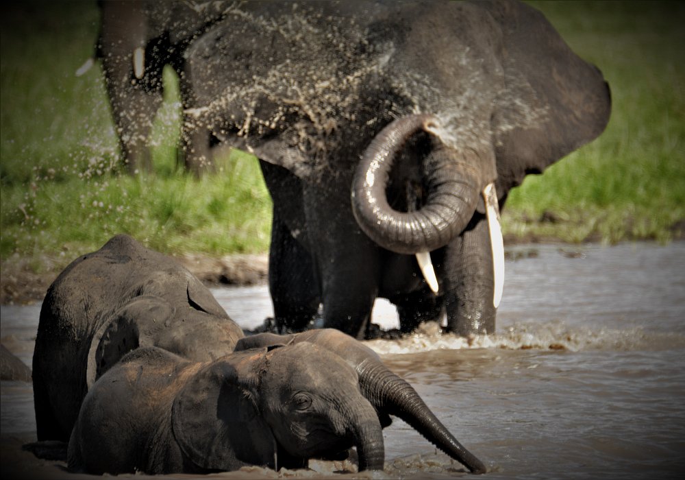 Elephants taking a bath in the Tarangire river