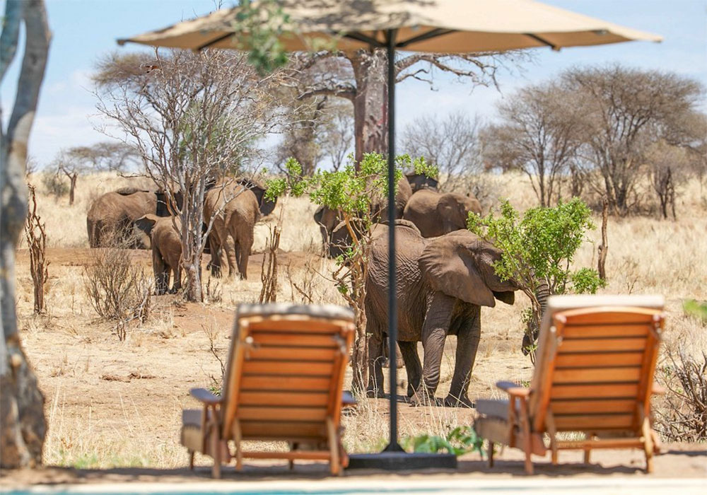 safari-lodges-hotels