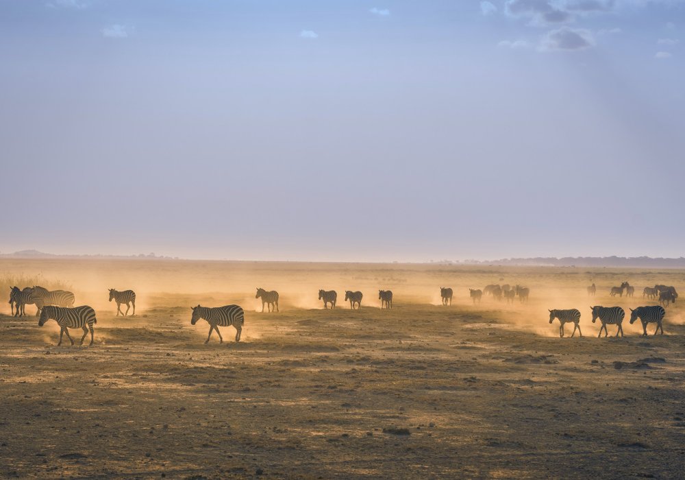 Zebras on the Serengeti Park plains in the dust