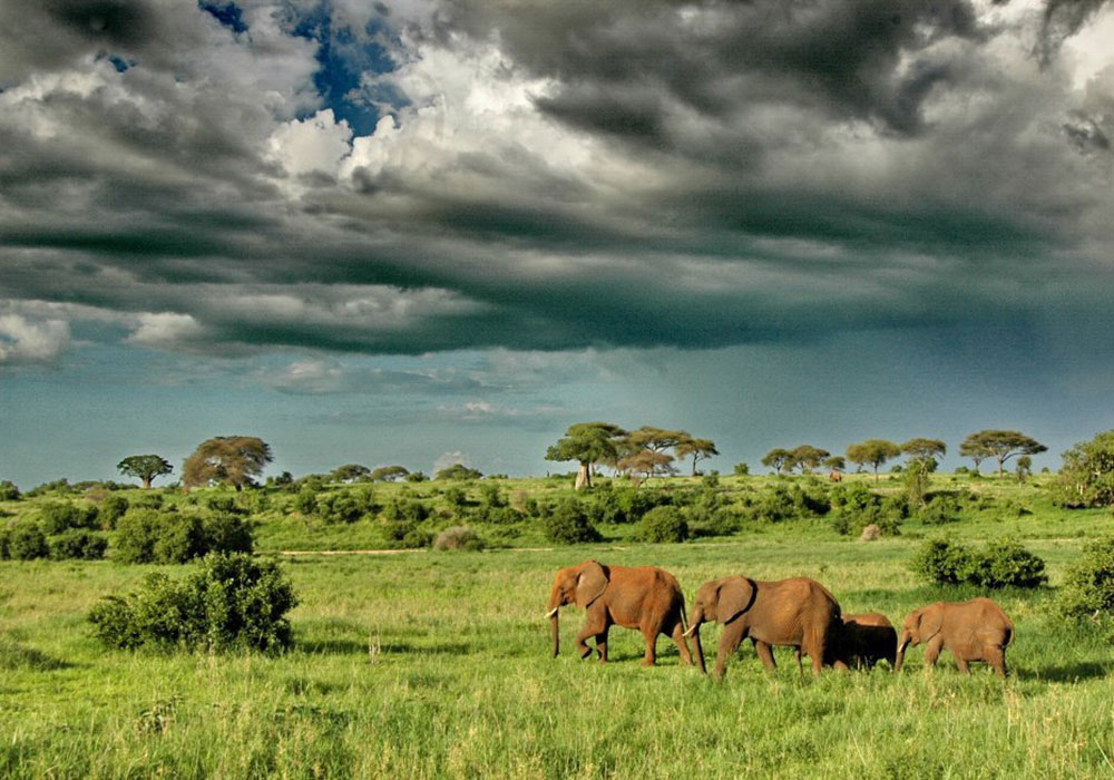 Elephants under dramatic clouds in Tarangire National Park