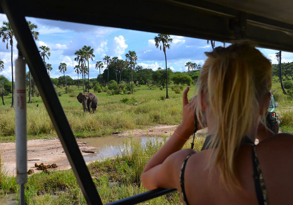 Spotting elephant during a private safari in Tarangire National Park