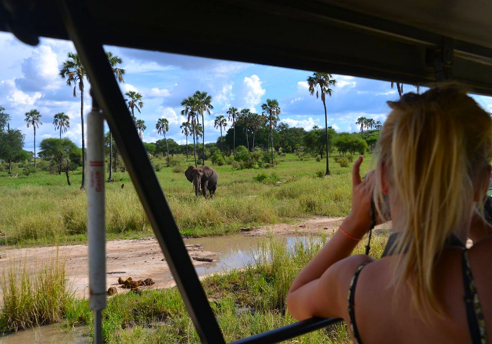 Spotting elephant during a private safari in Tarangire National Park