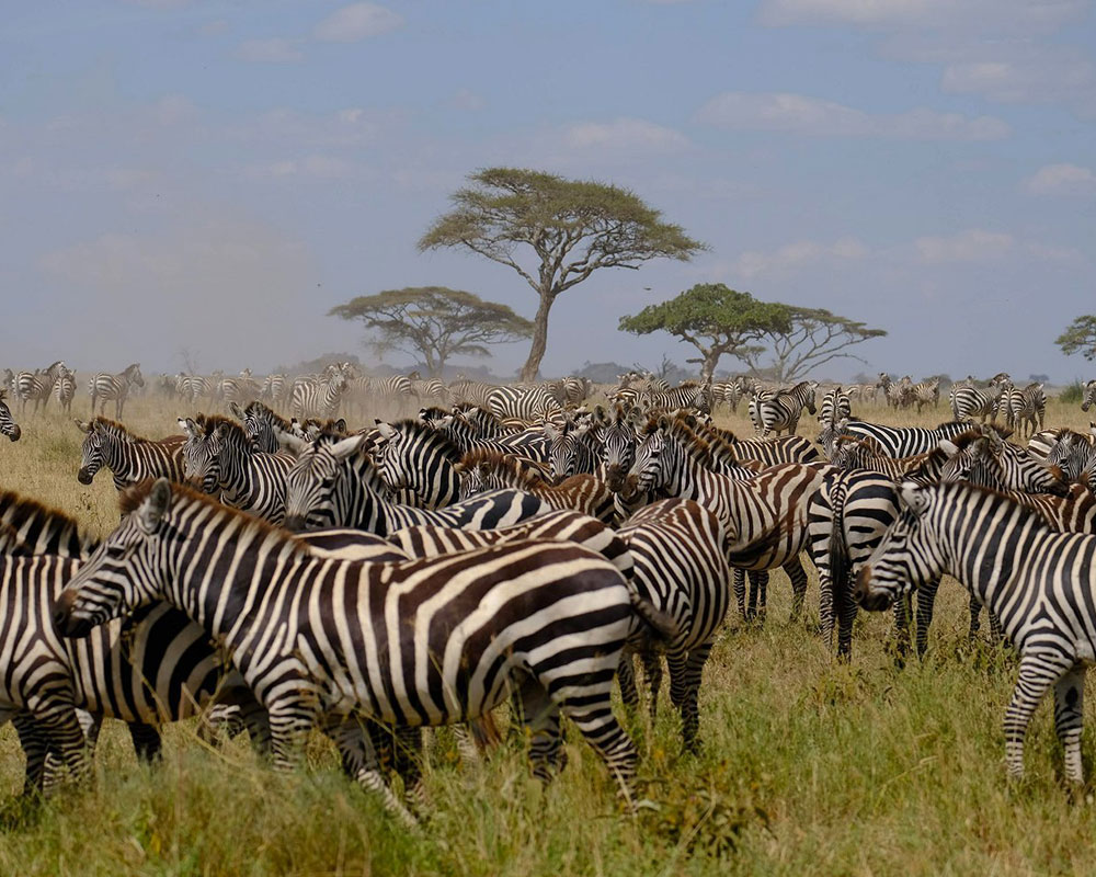 herds-zebras-serengeti-plains