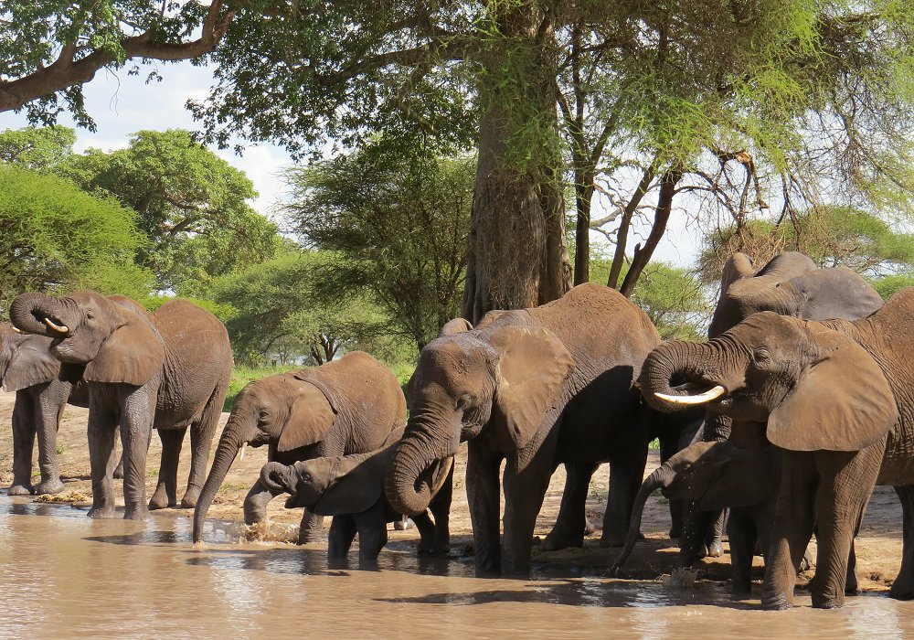 Family of elephants drinking at the Tarangire River