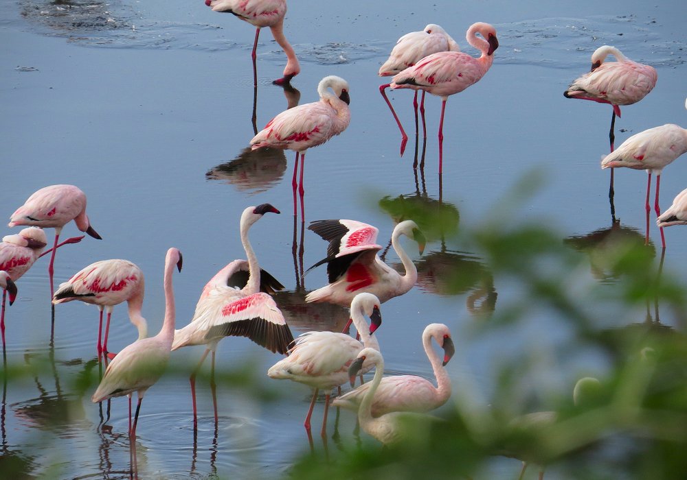Flamingos in Momella lakes in Arusha National Park