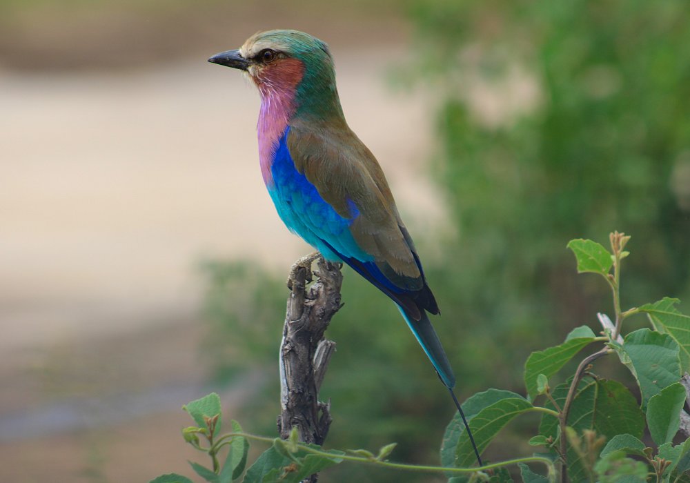 Spot a lilac-breasted roller during a birdwatching safari in Tanzania