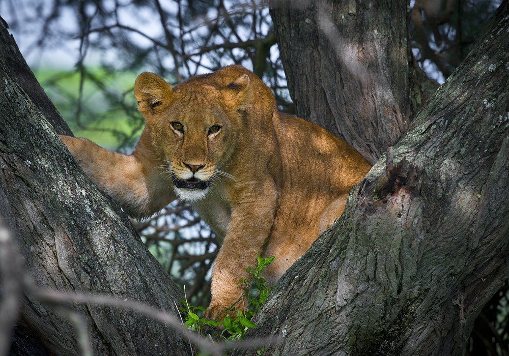 Tree climbing lion in Lake Manyara National Park