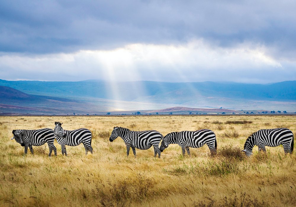 Zebras grazing the plains of the Ngorongoro Crater