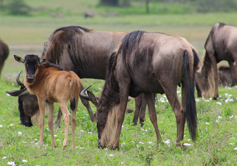 Calving season of the wildebeests in Ndutu Serengeti