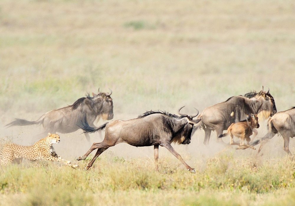 Cheetah chasing the wildebeests of the Great Migration