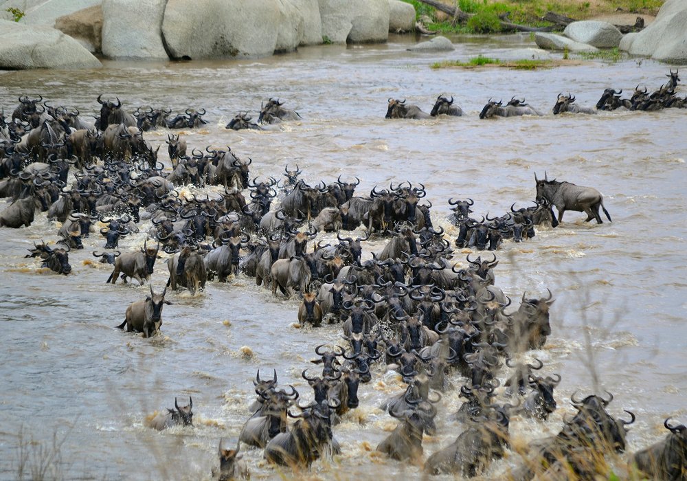 The annual migration crossing the Mara River in Serengeti National Park