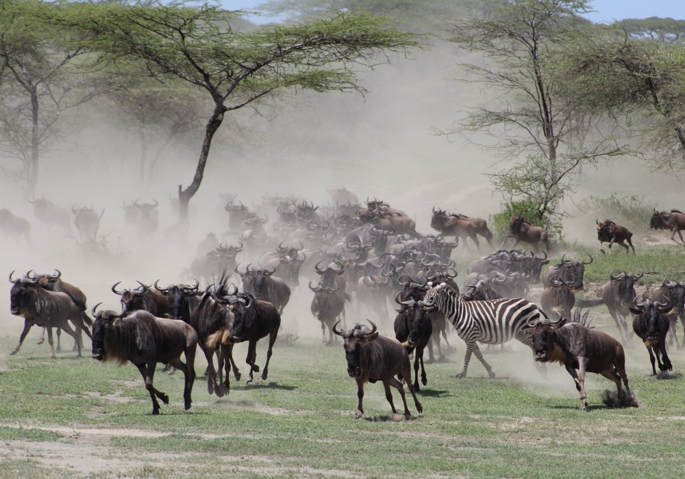 Great Migration on the run on the plains of Ndutu Serengeti
