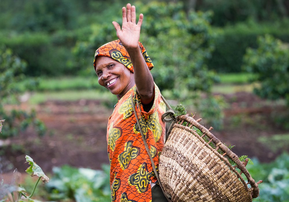 Local woman harvesting vegetables at Gibbs Farm