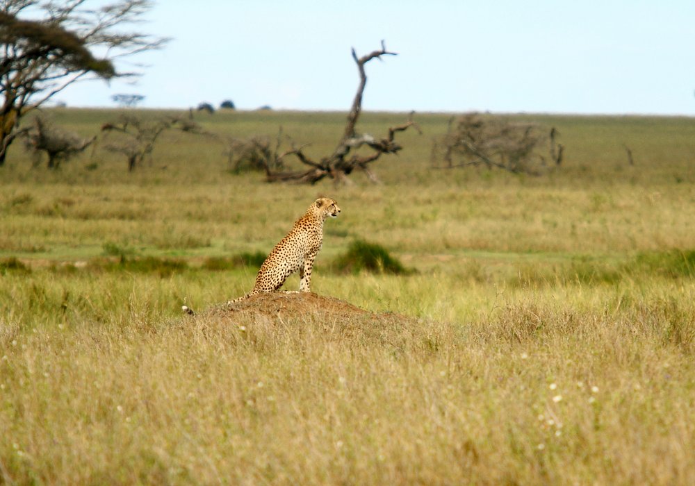 Eenzame cheeta op zoek naar een prooi op de Serengeti vlakten