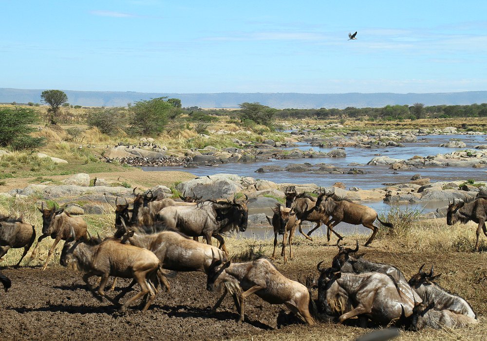 Spectaculair river crossing of the wildebeest migration