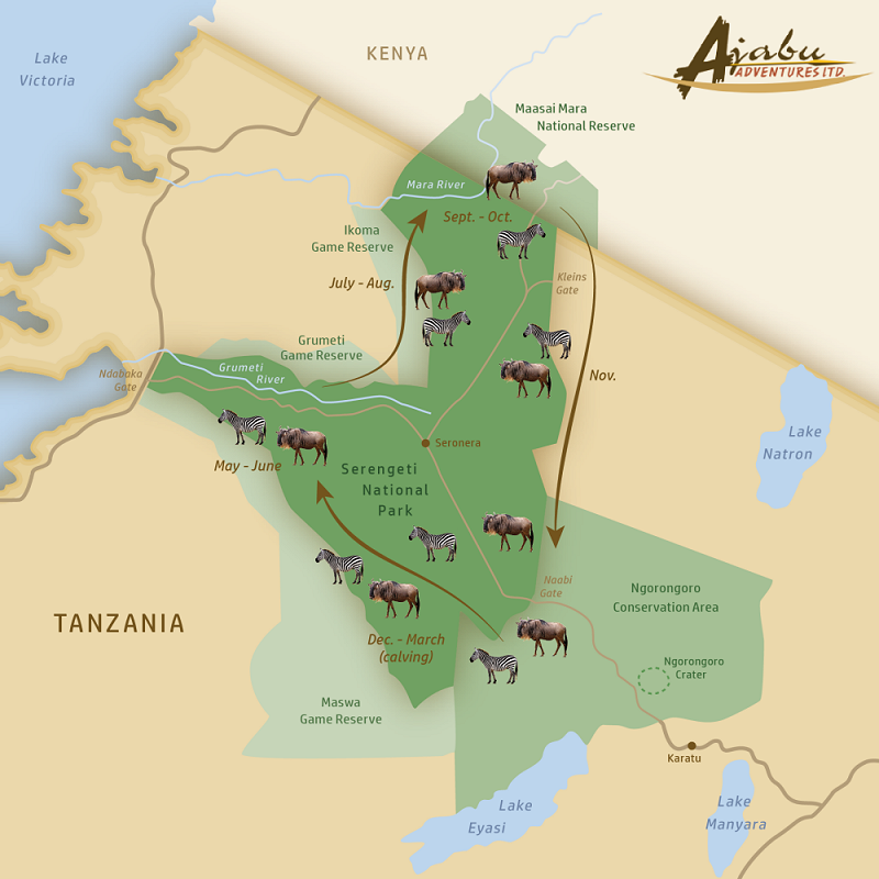 Movement of the Great Migration in the Serengeti - Ajabu Adventures
