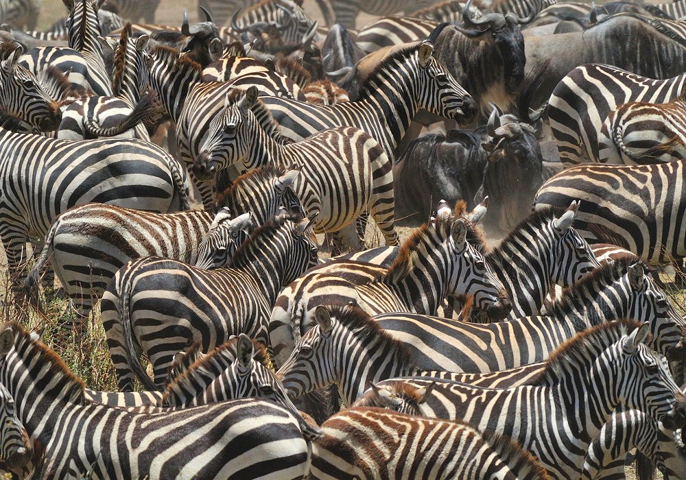 Thousands of zebras and wildebeests of the Great Migration 