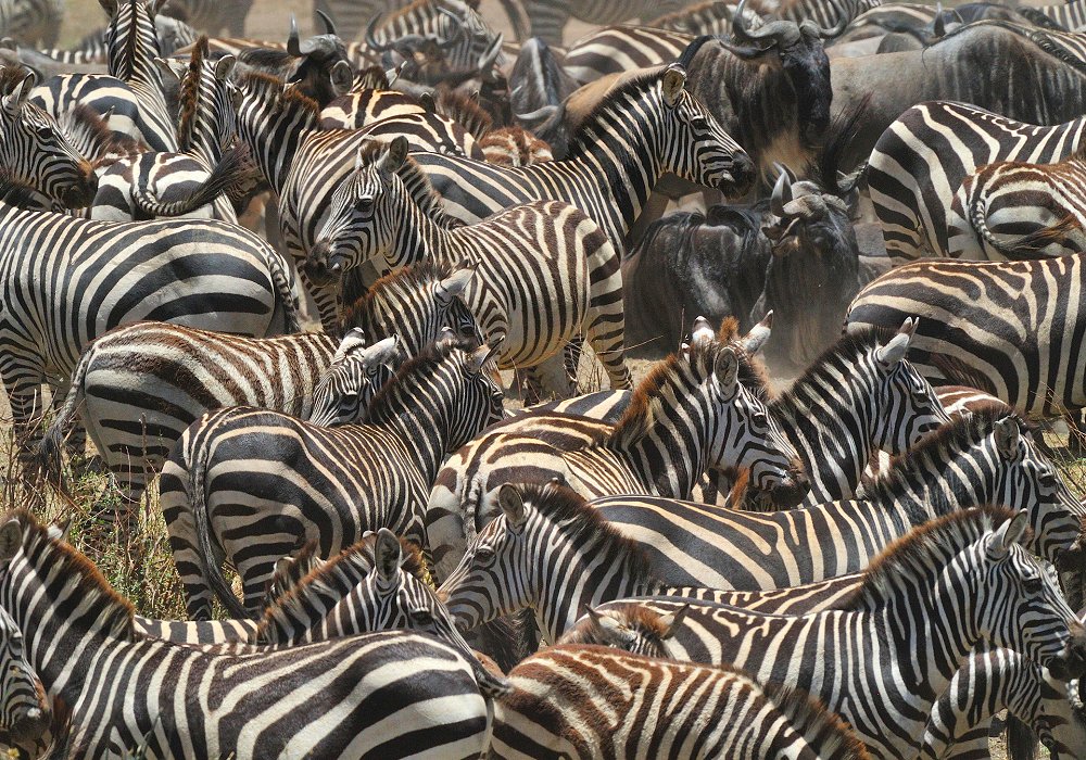 Thousands of zebras and wildebeests of the Great Migration