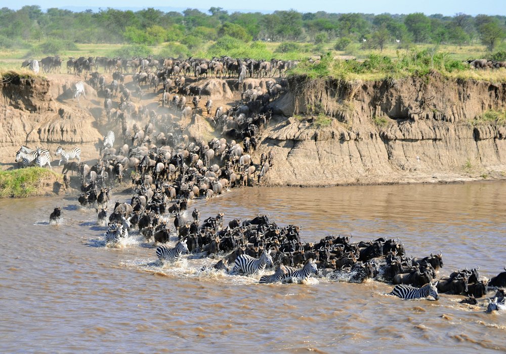 Zebras and wildebeests crossing the Mara river in Serengeti