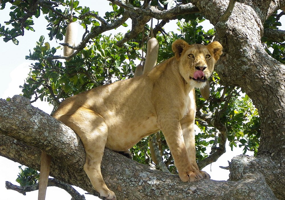Lion grimpeur dans un arbre à saucisses aperçu lors d’un safari privé en Tanzanie