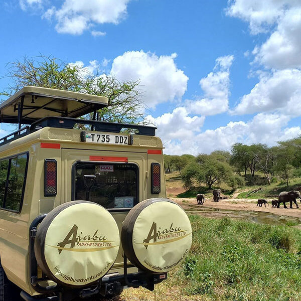 ajabu-adventures-safari-vehicle-elephants-tarangire